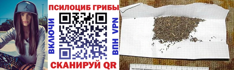 Псилоцибиновые грибы Psilocybe  Купить  Волоколамск 